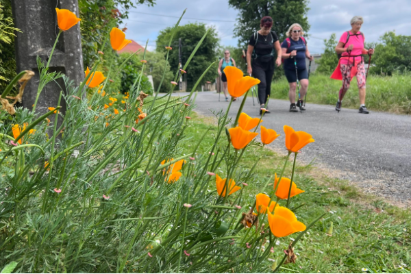camino ingles in bloom