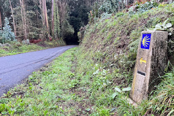 into the forest we go on the camino ingles