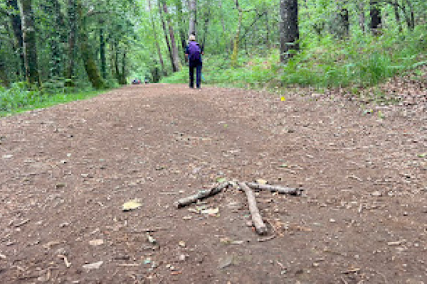 into the woods on the Camino Ingles